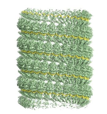 EM reconstruction of the helical NP filament, RNA is shown in yellow