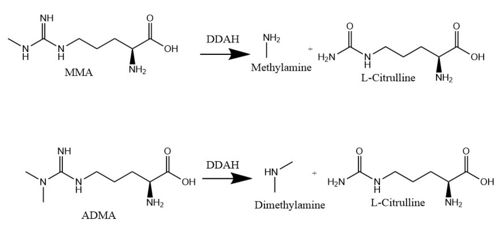 Figure 1. The normal DDAH mechanism