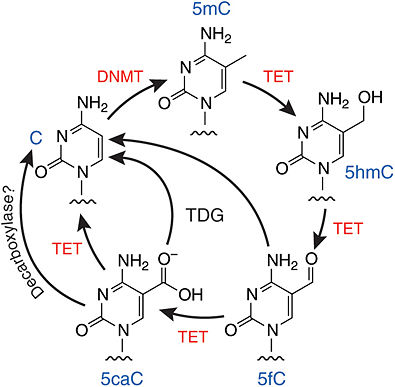 Cycle of DNA methylation and demethylation by DNA methyltransferases (DNMTs) and TET proteins.