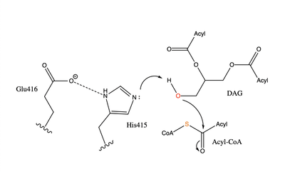 Figure 4: Arrow pushing mechanism of DGAT1 triglyceride synthesis