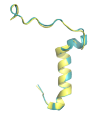 Figure 5. Pramlintide (teal) and Rat Amylin (yellow) have very similar structures and binding interactions with AMYR3. PDB: 7TZF and 8F2B