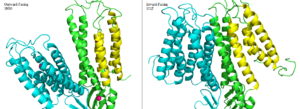 Figure 6. Side by side comparison of one monomer for the the outward-facing conformation of 3H90 and the inward-facing conformation of 3J1Z. TM1, TM2, TM4, and TM5 (yellow) pivot around TM3 and TM6 (green). The helices of the other half of the homodimer (blue) function identically.
