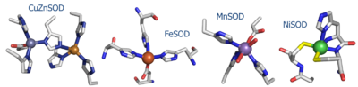 Fig. 1: Active site structures of the four known SOD's.