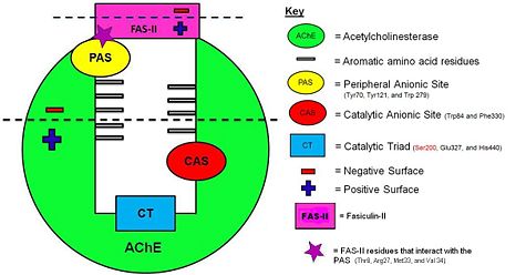 Figure 4. Schematic illustration of the AChE/FAS-II complex.
