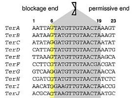 Sequences of the ten Ter sites in E. coli with core sequences shaded in gray and the strictly conserved G-C(6) highlighted in yellow. Modified from .