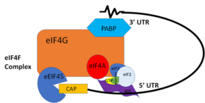 "Figure 3:" Closed loop model of the eIF4F complex and PABP creating a loop out of the mRNA