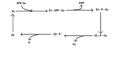 Catalytic Mechanism followed by P(1B)-Type Cu(I) Transporting ATPases