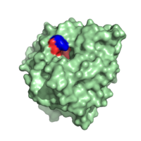 Carboxypeptidase A in B. taurus. The red highlights the hydrophobic binding pocket while the blue highlights Y248.