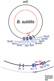 Fig 1. Replication termination (Ter) sites in Bacillus subtilis