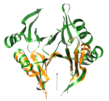 Fig. 1. Superimposition between chain A of 1tsj (orange) and chain B of 2rk9 (green). The arrow indicates the active site of 2rk9.