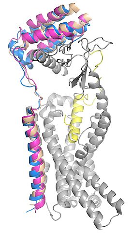 Figure 2. RAMP 1, 2, and 3 superimposed in the calcitonin receptor. RAMP 1 is in pink, RAMP 2 is in tan, RAMP 3 is in blue, calcitonin receptor is in grey, and amylin is in yellow. pdb: 7TYF (RAMP 1), 7TYX (RAMP 2), 7TZF (RAMP 3).