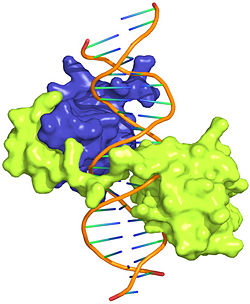 Figure 1: Crystal structure of Exd-Scr-DNA ternary complex; PDB ID# 2R5Z. The Hox protein Scr (yellow) and its cofactor Exd (blue) bind to its specific fkh20 site.