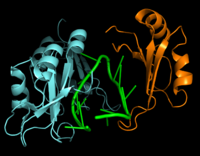 Figure 2: Interaction between Hrp1 (blue), RNA15 (orange) and RNA (green).