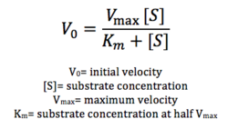 Figure 12: Michaelis-Menten equation. Calculates the maximal rate of the reaction. Km is a measure of the concentration of the substrate when the velocity of the reaction is 1/2 Vmax. A lower Km value represents a stronger binding affinity; the reaction will reach Vmax faster.