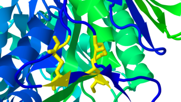 人酸-β-葡萄糖苷酶（GlcCerase）中的两个胱氨酸，该酶在Gaucher病中突变，取自10克。