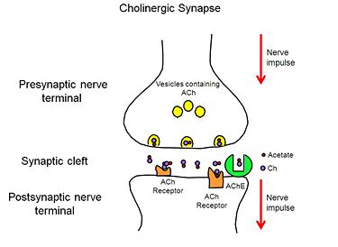 Figure 2. Cholernergic Synapse