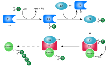 Ubiquitinylation pathway