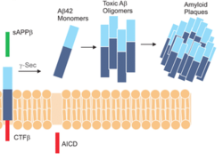 Figure 2. Aβ plaque formation overview. APP is first converted by GS into a product such as Aβ42, and these peptides then aggregate to form Aβ plaques.