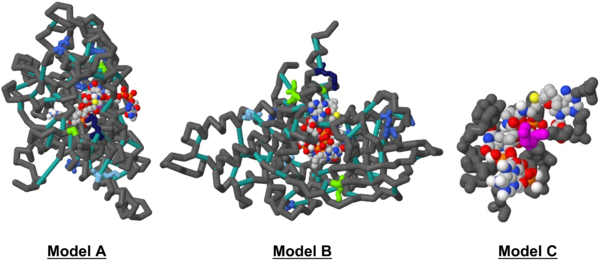 Figure 3: Models A & B are identical, differing only in rotation. For the color scheme of both, the backbone was colored in “dimgray”, the ligands in the common atom identity color scheme “CPK” with “lightgrey” carbons, and the struts “lightseagreen”; amnio acid colors are specified in Table 1 below. Model C focuses on the active site in greater detail using the LigPlot+ result data.
