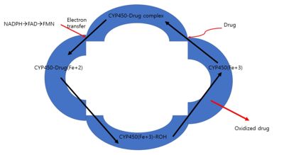 Figure 2. Schematic representation of the cytochrome P450 Cycle 