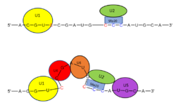 Figure 2. SRp20 works with U2 snRNP: Five snRNPs are needed in the eukaryotic splicing mechanism to facilitate the reaction. The U2 snRNP must attach to the 3’ splice site to bring together the 5’ and 3’ splice sites (red). SRp20 facilitates binding of U2 to the 3’ splice site by binding to the exonic splicing enhancer sequence (blue) in the RNA at the backbone. U2 must bind before the other snRNPs can bind to continue the mechanism.