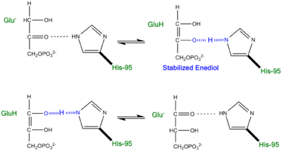Proposed LBHB between Histidine and Enediol Intermediate.