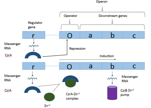 Figure 1: Overview of CzrA operon structure