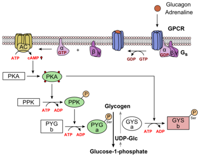 Figure 7: Metabolic Regulation of Glycogen by Glucagon.Depicted is the visualization of the glucagon signaling pathway through the GCGR. The location of the GCGR, the release of the alpha subunit from the beta and gamma subunits, and the enzyme cascade to result in the releasing of glucose are depicted. Abbreviations for the enzymes in the cascade include- PPK: phosphorylase kinase; PYG b: glycogen phosphorylase b; PYG a: glycogen phosphorylase a.
