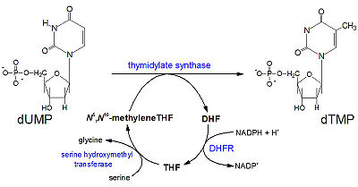 Thymidine Synthesis Mechanism 