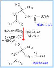 HMG-CoA Reductase Mechanism