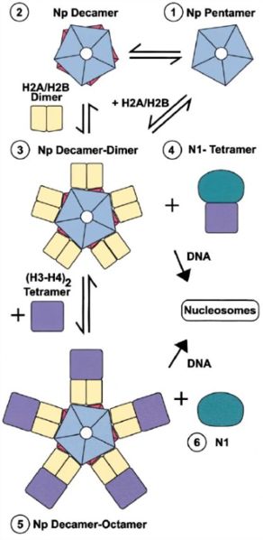 Image:Histone Storage and Nucleosome Assembly.jpg