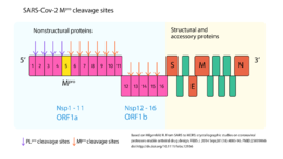 Cleavage sites of SARS-Cov-2 proteases.