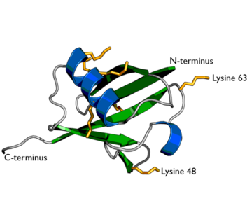 Ubiquitin structure with lysine residues highlighted in Yellow.