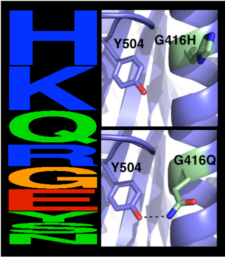 Eliminating potentially destabilizing mutations through homologous-sequence analysis and computational mutation scanning. Left: Sequence logo for hAChE position Gly416. The height of letters represents the respective amino acid’s frequency in an alignment of homologous AChE sequences. The evolutionarily ‘allowed’ sequence space (PSSM scores ≥0) at position 416 includes the 9 amino acids shown. Right: Structural models of mutations to the evolutionarily favored amino acid His, and to Gln, which is favored by Rosetta energy calculations. The His side chain is strained due to its proximity to the bulky Tyr504 aromatic ring, whereas the Gln side chain is relaxed and forms a favorable hydrogen bond with Tyr504 (dashed line)
