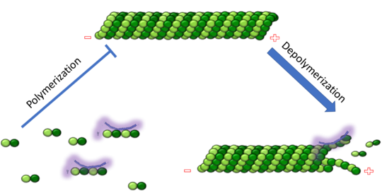 Figure 1. Adapted from Ruben 2004. Stathmin, in purple, can bind to tubulin dimers to prevent polymerization or to microtubules to increase the rate of catastrophe.