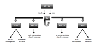 Figure 1. Sxl sex determination and dosage compensation pathways. Functionality of Sxl is determined by the number of X chromosomes. The functional protein (XX) causes a cascade that leads to female structures and behaviors, while the nonfunctional protein results in the default male structures and behaviors.