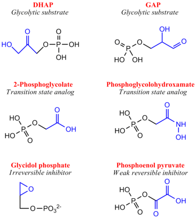 Inhibitors of Triose Phosphate Isomerase