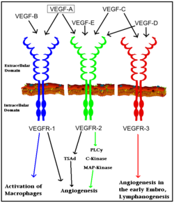 Interaction of VEGFs with VEGFRs. Colored arrows indicate major pathway. Black arrows indicate minor pathway.