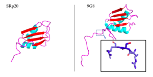 Figure 5. SRp20 and 9G8 proteins. The PDB file for SRp20 (left; PDB file: 2i2y) does not include the SR-rich domain but 9G8 (right; PDB file: 2hvz) does. Boxed image shows an RSR region in the 9G8 protein with oxygens highlighted in red. Images taken from PyMol software.jpg