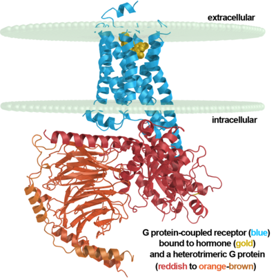 Steroid hormone binding to receptor