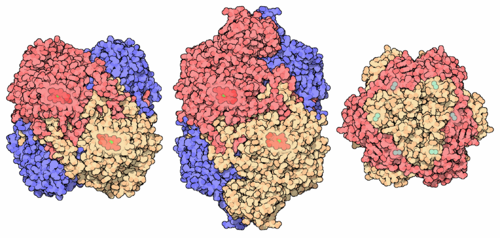 Three types of catalases. The first two (human and bacterial) use hemoglobin-bound iron to bind to oxygen, while the third (a pseudocatalase) uses manganese (metals shown in light blue). From Molecule of the Month (RCSB PDB) by David Goodsell based on PDB-IDs 1qqw, 1iph, and 1jku.