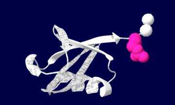 Ubiquitin structure: Arg74 in pink and Gly75 Gly76 in white.