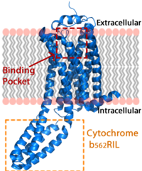 Figure 2: LPA receptor (blue) bound to the cell membrane. The binding pocket is highlighted in red. The added bRIL protein is highlighted in orange.