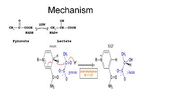 Catalytic function of LDH (1)