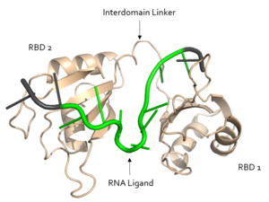 Figure 1. Structural overview of Sxl. RNA ligand colored in green is recognized and bound, while RNA ligand colored in grey is not bound. Image created in PyMol. Structure shown is PDB:1b7f.