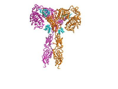 Figure 1. The coolest image of this protein!!!