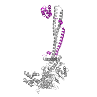 Figure 2: CoRest complex (purple) bound to LSD1 (PDB: 2h94) at the Tower domain.