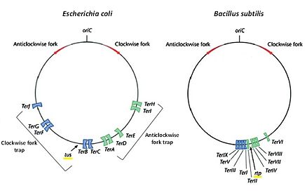 The circular chromosomes of E. coli (left) and B. subtilis (right) showing their respective origin of replication (Ori C), direction of the two replication forks (red arrows) and their subsequent fork traps (blue and green). Modified from .