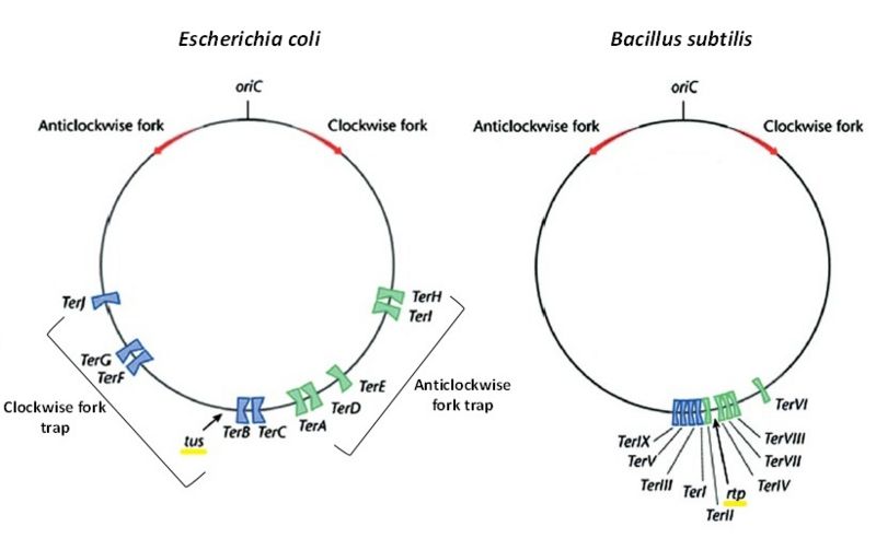 Image:Circular chromosomes of E. coli & B. subtilis.jpg