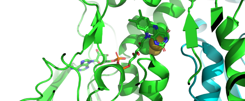 PDB: 3QFA with features highlighted. jmolSetTarget('1');jmolLink('delete $clickGreenLinkEcho; refresh;setL = \"setLoading();\"; javascript @setL; script /wiki/extensions/Proteopedia/spt/wipeFullLoadButton.spt;  isosurface DELETE; scn = load(\"/wiki/scripts/78/785330/N-_terminal_disulfide/1.spt\"); scn = scn.replace(\'# initialize;\', \'# initialize;\nclearSceneScaleCmd = \"clearSceneScale();\"; javascript @clearSceneScaleCmd;\n\'); scn = scn.replace(\'_setSelectionState;\', \'_setSelectionState; message Scene_finished;\'); script inline scn;','N-terminal redox centre of mTrxR:','N-terminal redox centre of mTrxR:'); green ribbons are one monomer of mTrxR1, and blue ribbons are the other monomer. the FAD cofactor is displayed in sticks. The N-terminal disulfide bond (Cys59-Cys64) is highlighted in yellow spheres.
